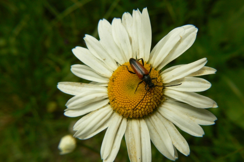 Wczytywanie Obrazu...