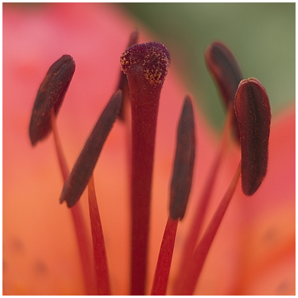 Wczytywanie Obrazu...