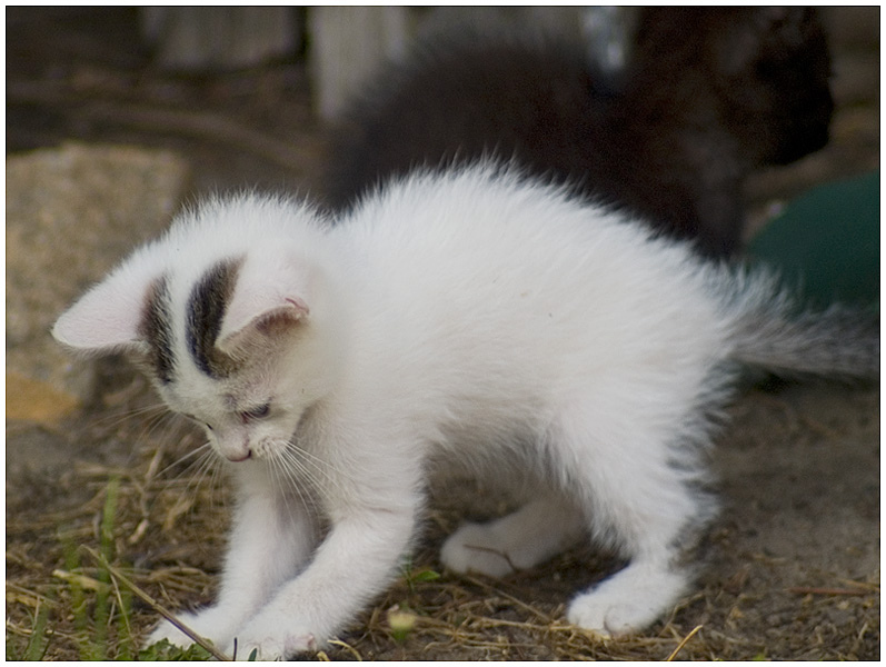 Wczytywanie Obrazu...