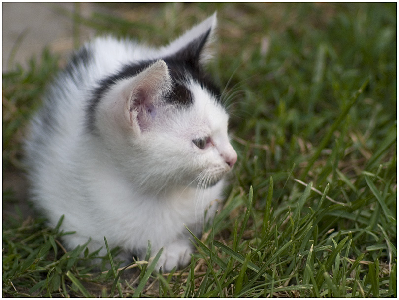 Wczytywanie Obrazu...