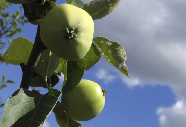 Wczytywanie Obrazu...