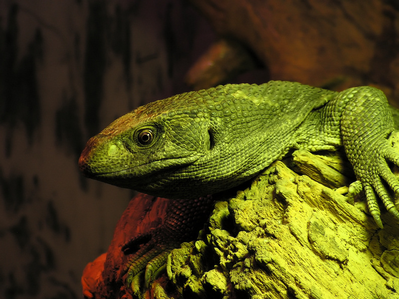 Wczytywanie Obrazu...