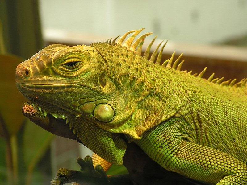 Wczytywanie Obrazu...