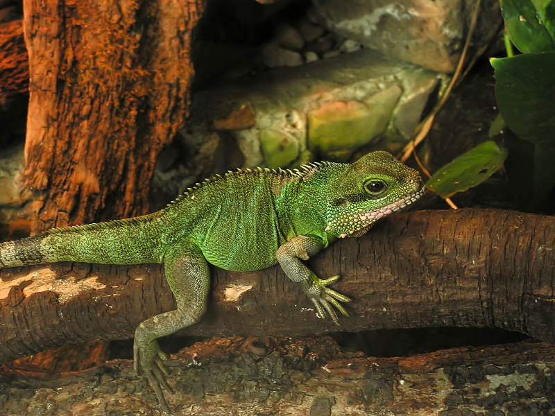 Wczytywanie Obrazu...