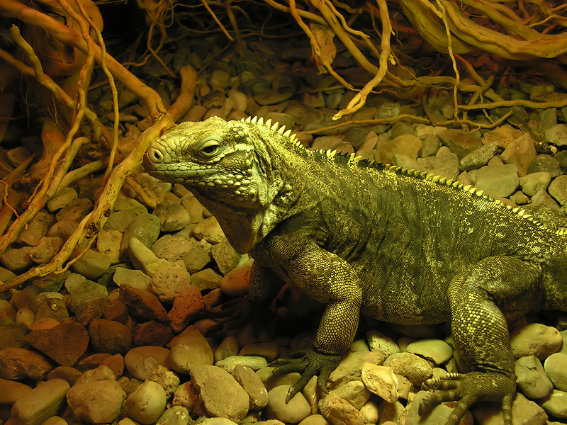 Wczytywanie Obrazu...