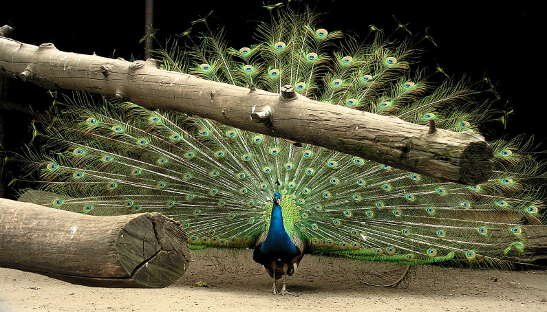 Wczytywanie Obrazu...