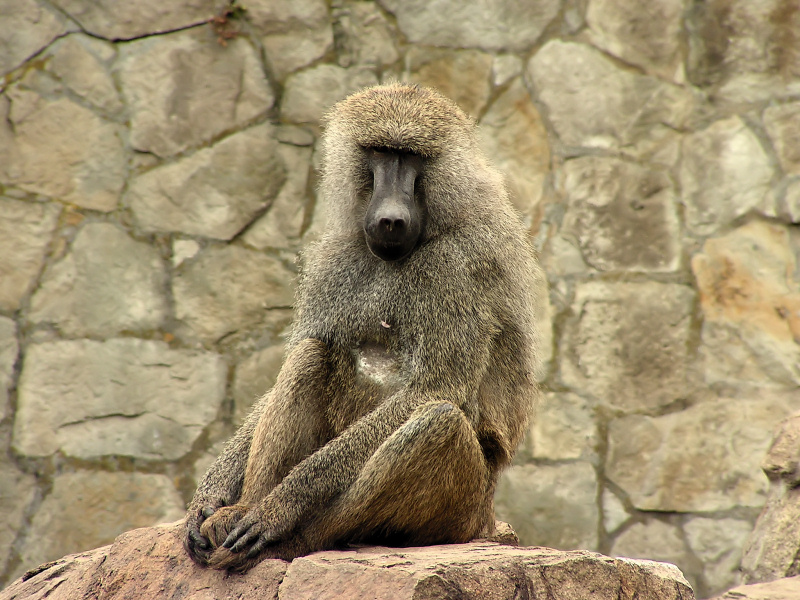 Wczytywanie Obrazu...