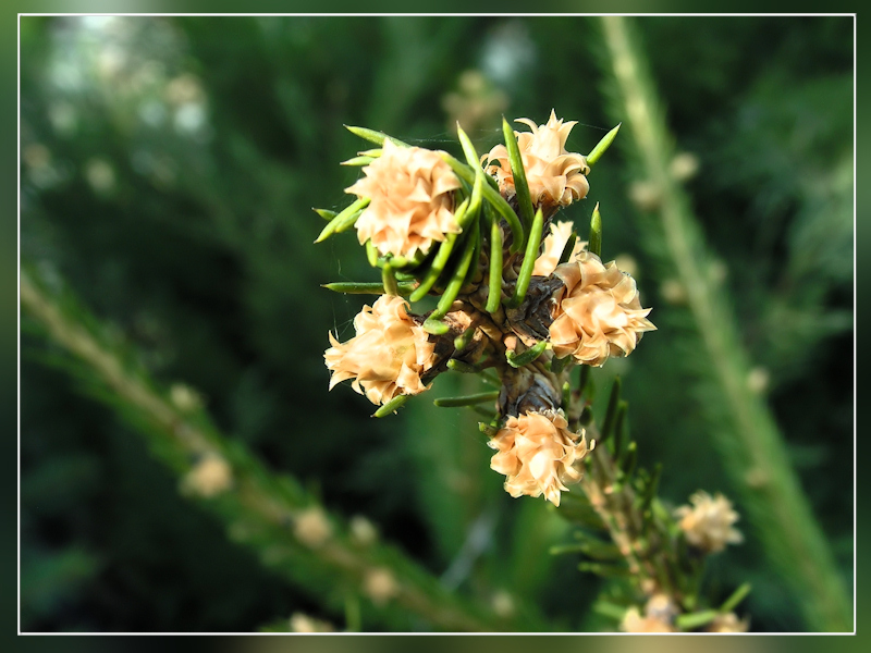 Wczytywanie Obrazu...