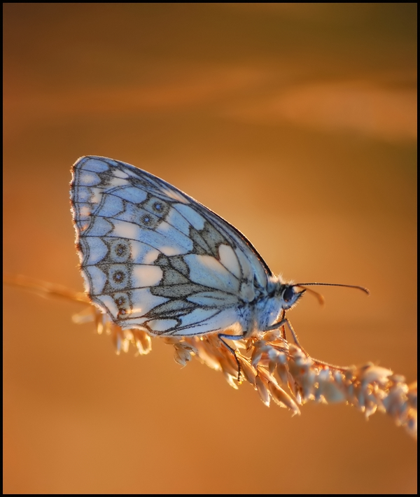 Wczytywanie Obrazu...