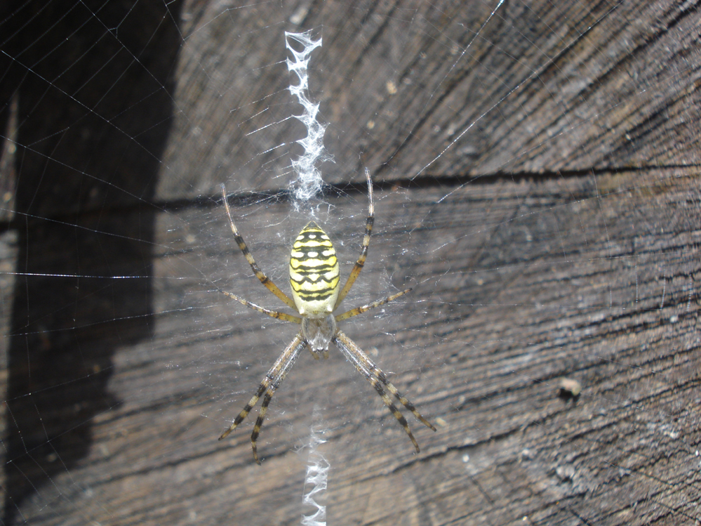 Wczytywanie Obrazu...