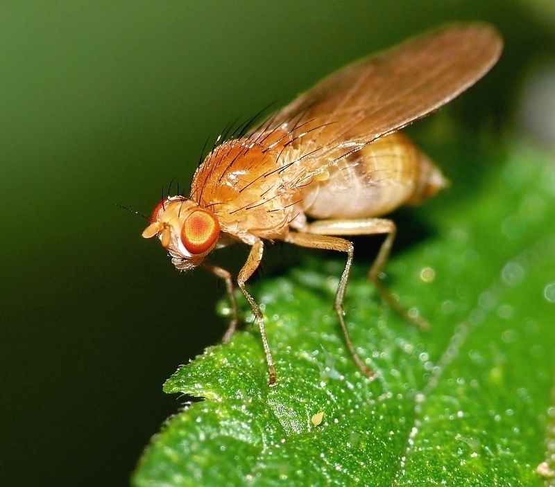 Wczytywanie Obrazu...