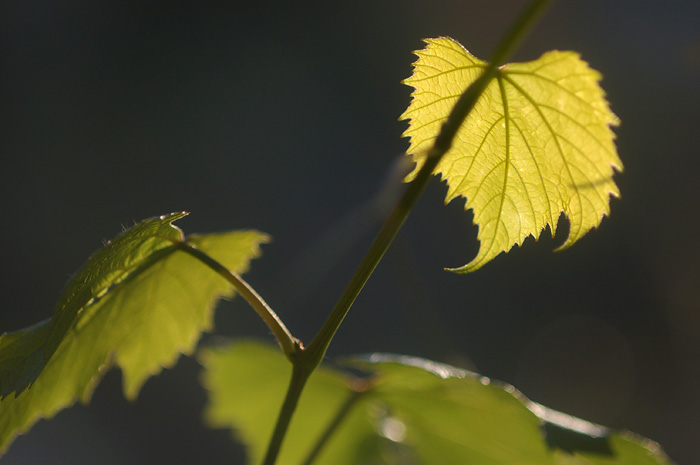 Wczytywanie Obrazu...