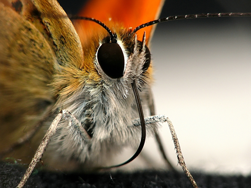 Wczytywanie Obrazu...