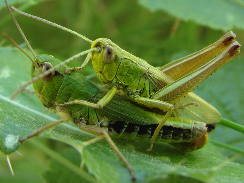 Wczytywanie Obrazu...