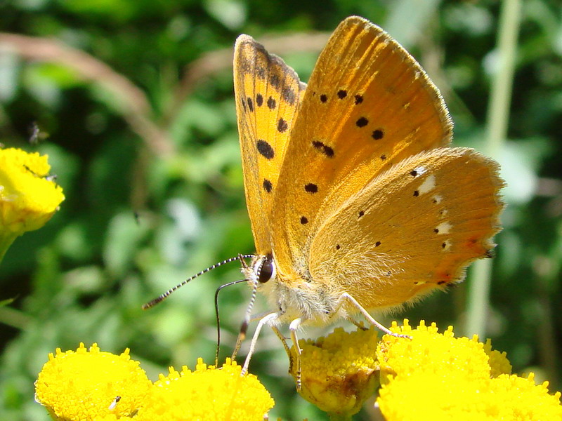 Wczytywanie Obrazu...