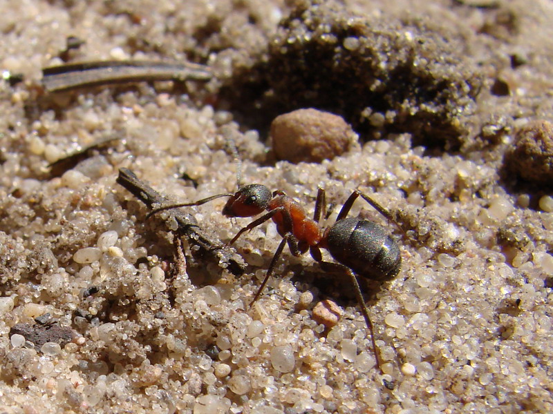 Wczytywanie Obrazu...