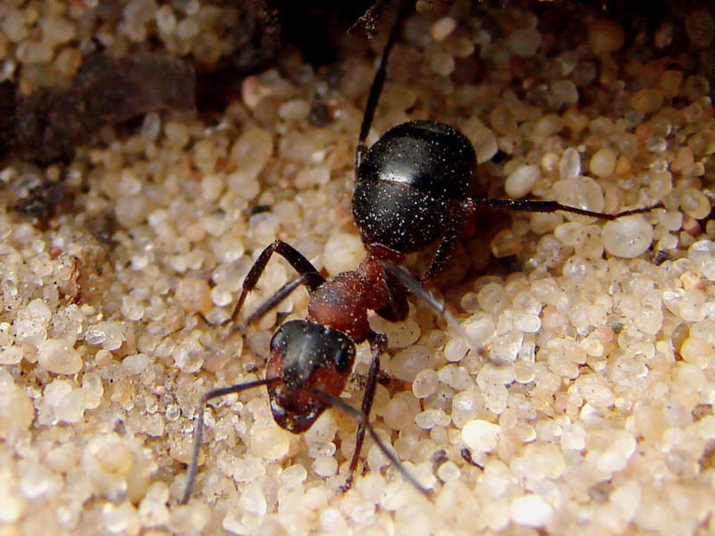 Wczytywanie Obrazu...