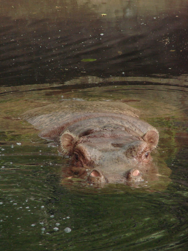 Wczytywanie Obrazu...