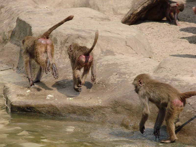 Wczytywanie Obrazu...