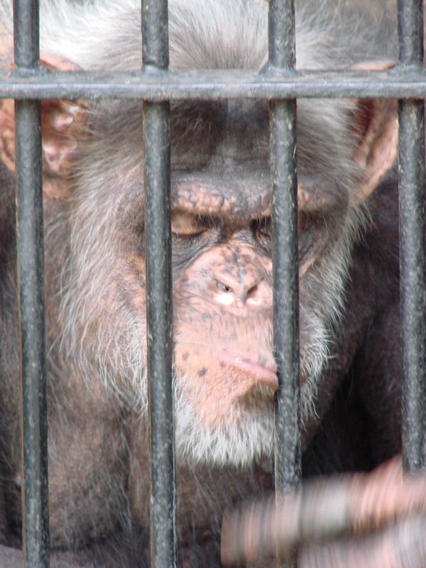 Wczytywanie Obrazu...