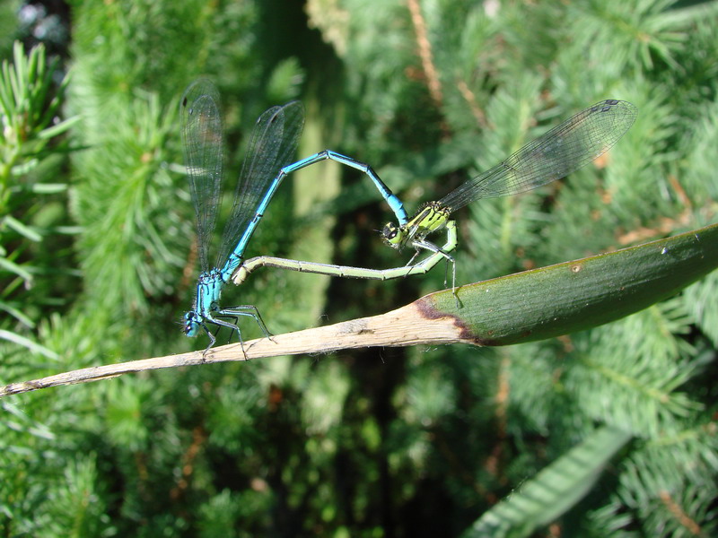 Wczytywanie Obrazu...