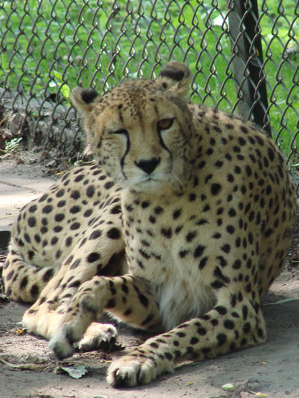 Wczytywanie Obrazu...