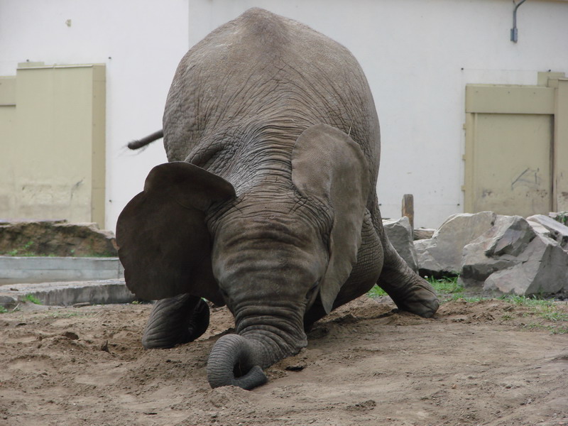 Wczytywanie Obrazu...