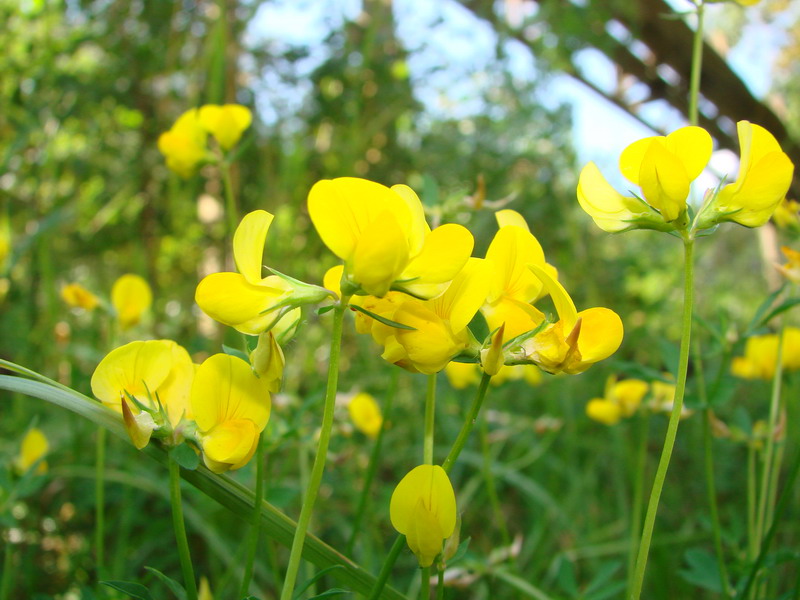 Wczytywanie Obrazu...