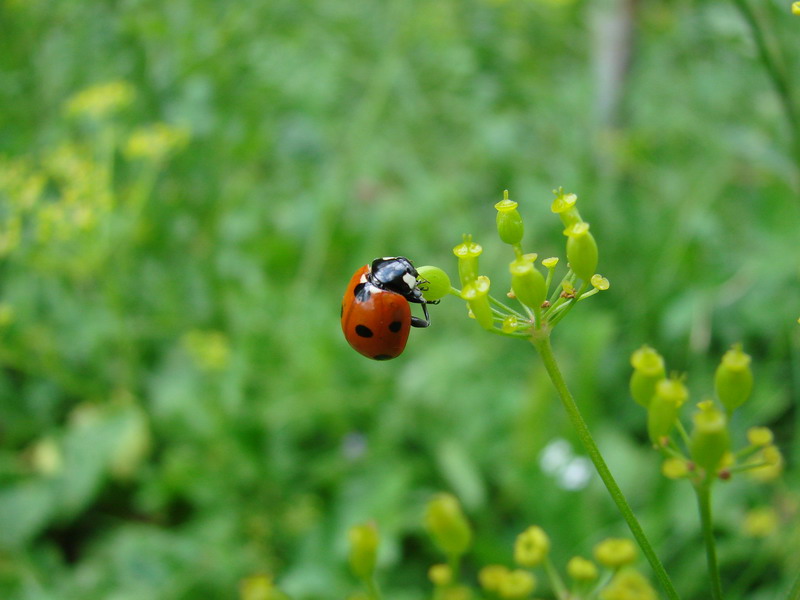 Wczytywanie Obrazu...