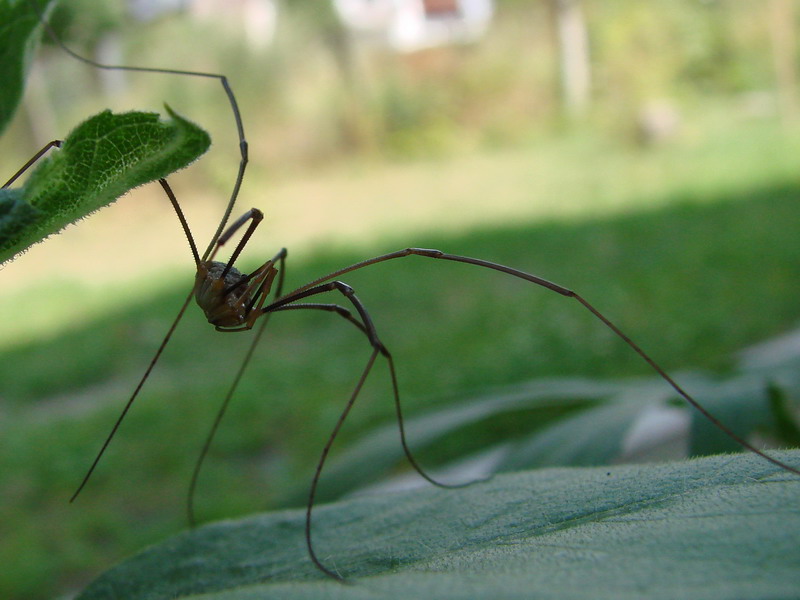 Wczytywanie Obrazu...