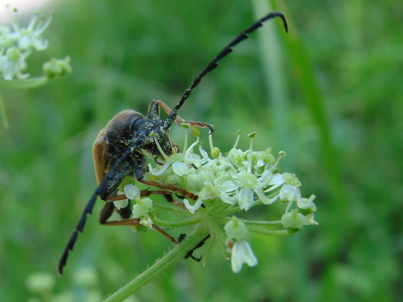 Wczytywanie Obrazu...
