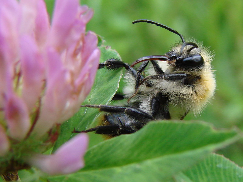 Wczytywanie Obrazu...