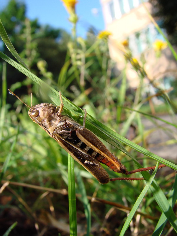 Wczytywanie Obrazu...