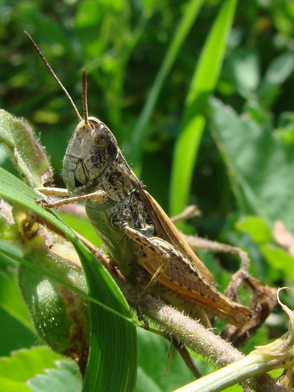 Wczytywanie Obrazu...