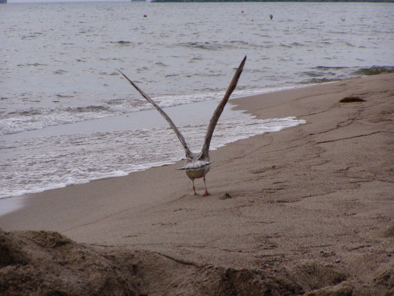 Wczytywanie Obrazu...