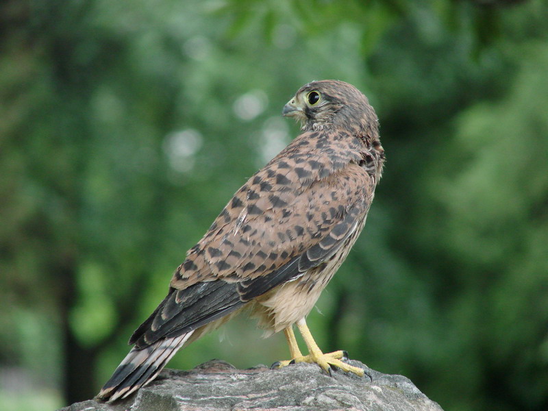 Wczytywanie Obrazu...