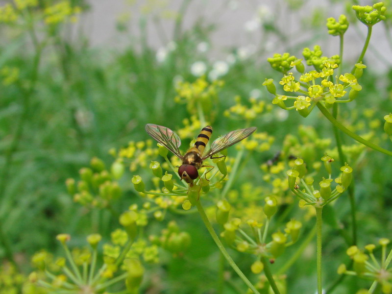 Wczytywanie Obrazu...