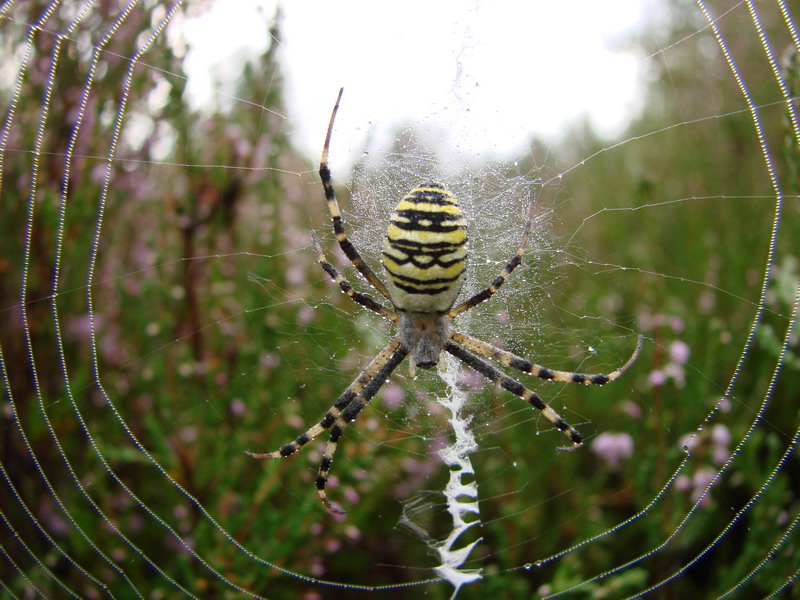 Wczytywanie Obrazu...