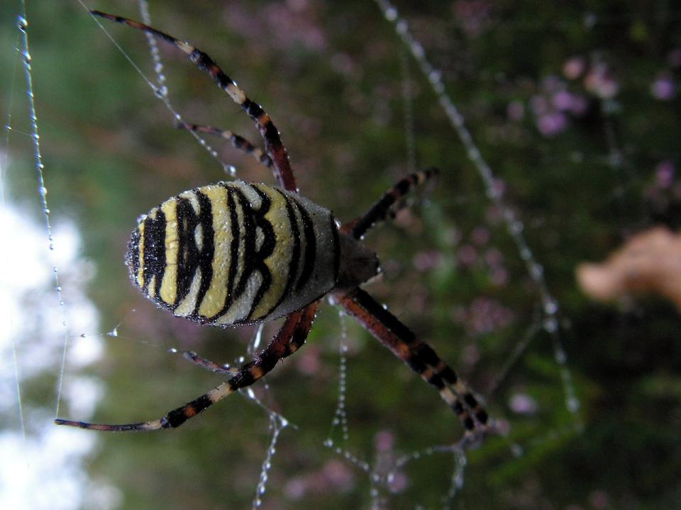 Wczytywanie Obrazu...