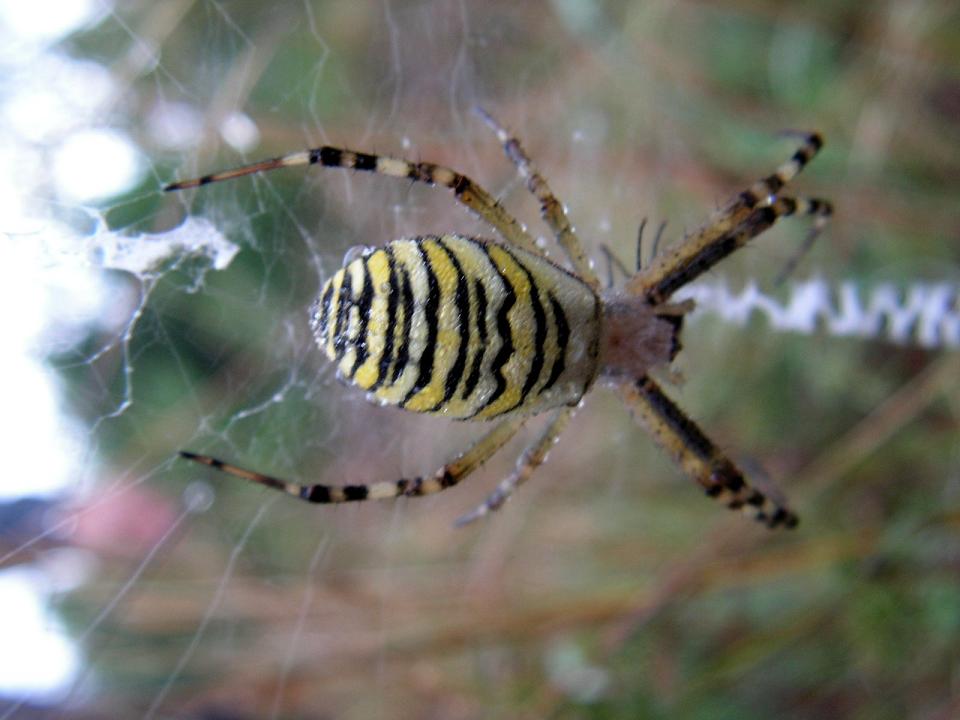 Wczytywanie Obrazu...