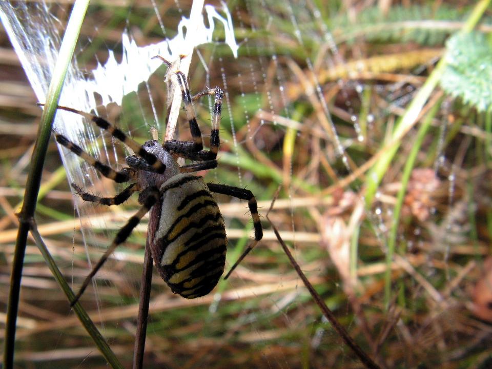 Wczytywanie Obrazu...