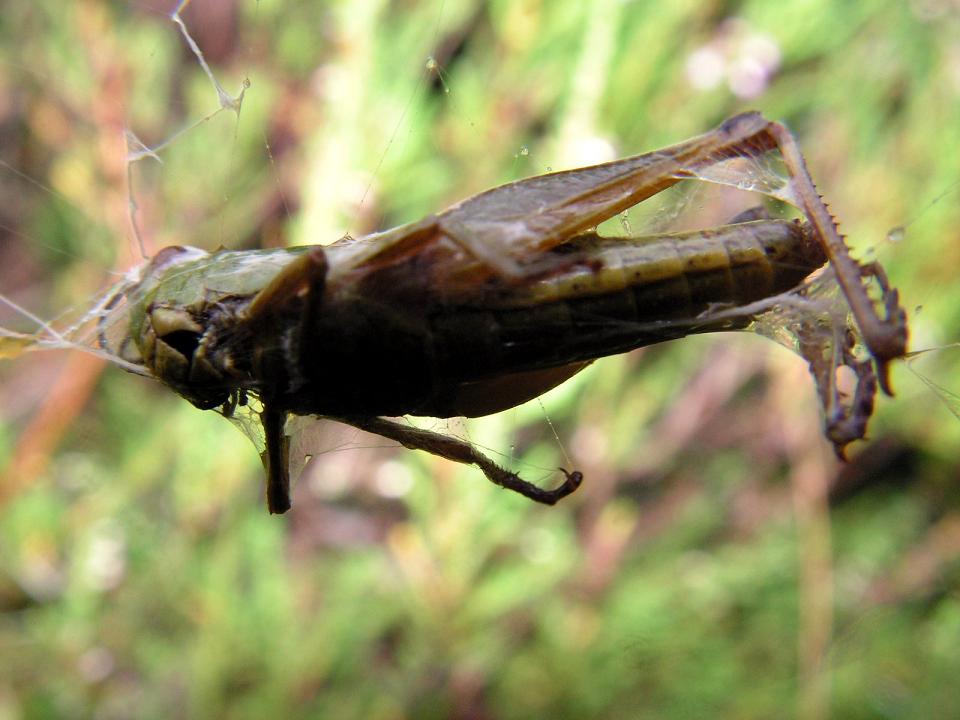 Wczytywanie Obrazu...