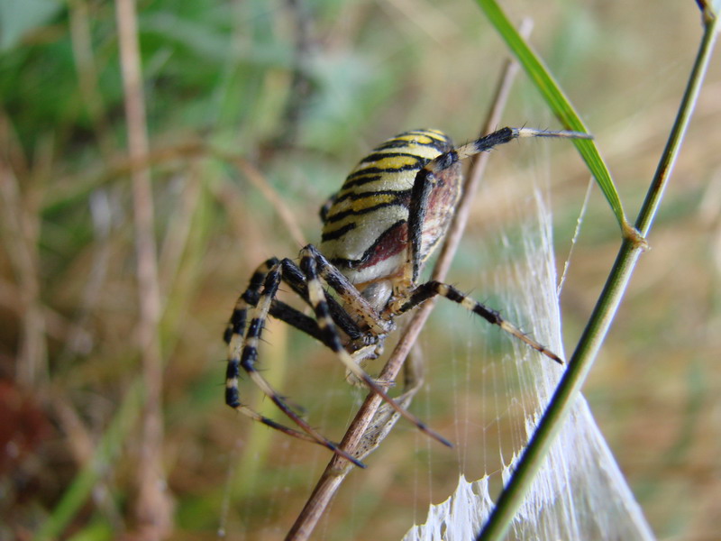 Wczytywanie Obrazu...