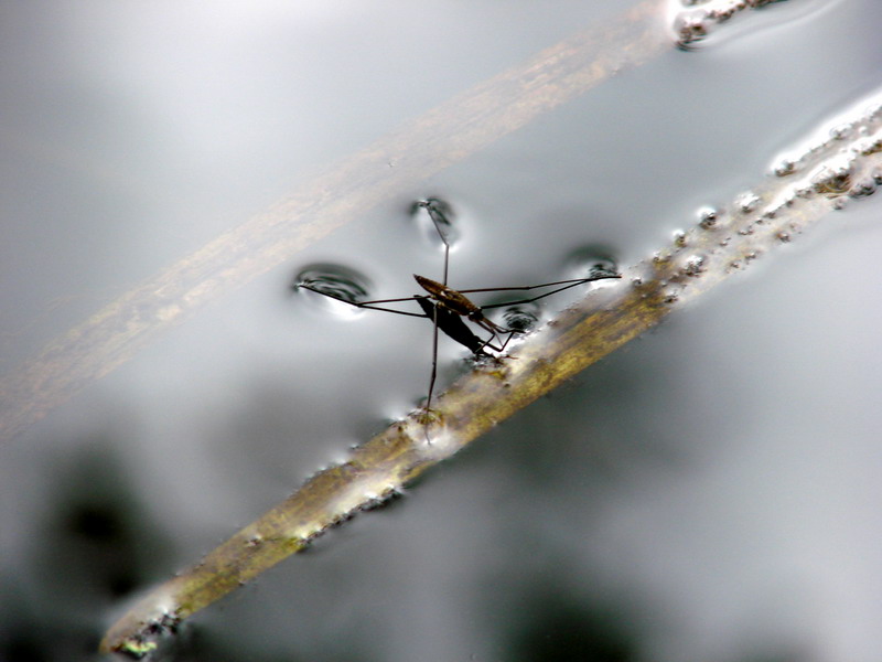 Wczytywanie Obrazu...