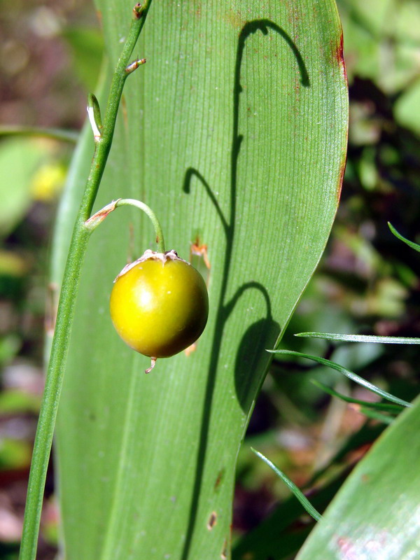 Wczytywanie Obrazu...