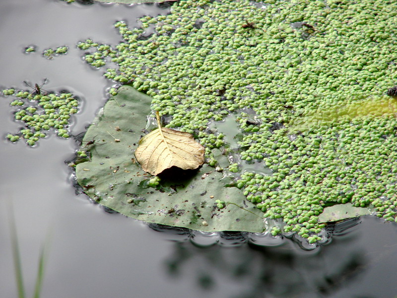 Wczytywanie Obrazu...