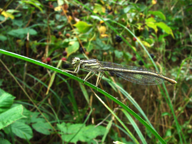 Wczytywanie Obrazu...