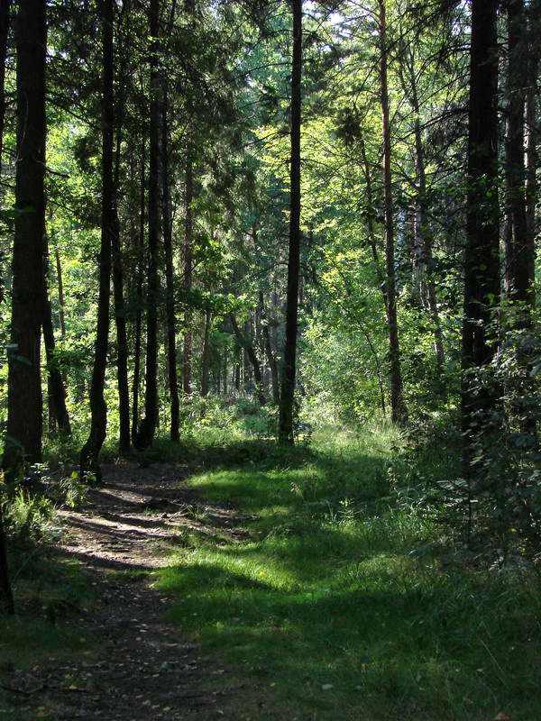 Wczytywanie Obrazu...