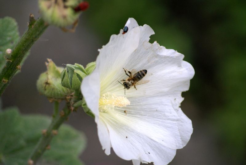 Wczytywanie Obrazu...