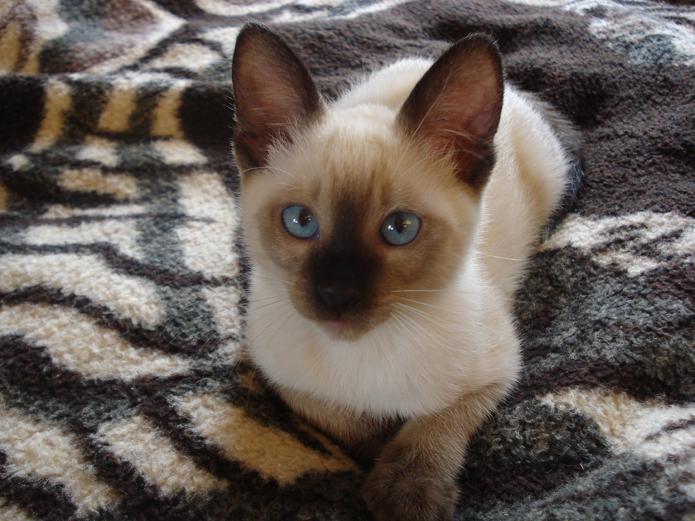 Wczytywanie Obrazu...